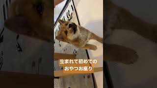 【柴犬2ヶ月】生まれて初めてのおやつお座り🐻