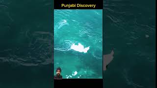 ਓ ਭੱਜ ਗਿਆ ਓਏ..😎😎 #sea #marinelife #facts #animals #birds #animals #punjabi #wildlife #animalplanet