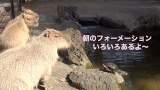 カピバラ　朝のフォーメーション　大宮公園小動物園