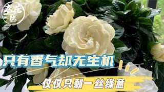 花友寄养栀子花，只有香气却无生机，仅仅只剩一丝绿意！