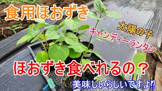 食べれる品種があるらしいですよ⁉【 食用ほおずき 】しかも美味しいらしい！なら栽培してみましょう！