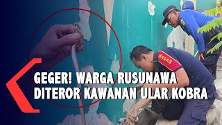 Geger ! Puluhan Ular Kobra Teror Warga Rusunawa Lumajang