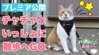 元野良猫チャチャと一緒に朝さんぽへ行こう！｜Let's go for a morning stroll with Chacha, a former homeless cat!