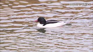 メスが美人の冬鳥カワアイサ3羽