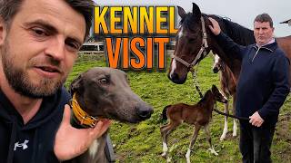 5 Dogs To Back at the Greyhound Derby 2026 - Hennessy Kennels Visit.