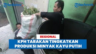 KPH Tarakan Tingkatkan Produksi Minyak Kayu Putih, Gandeng Kelompok Tani: Sehari Hasilkan 4 Liter