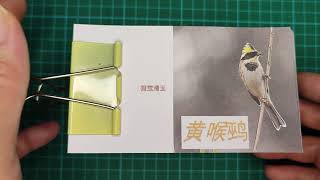 手翻书《黄喉鹀》/ Hand-flipped book \