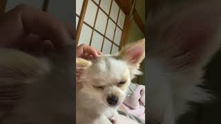 【犬】マッサージされて眠くなっちゃう子犬のチワワが可愛いすぎた💘#今年もよろしくお願いします