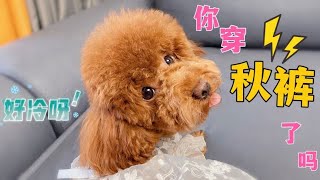 太冷了！狗狗冻的瑟瑟发抖！怎么办？