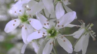 Autumn Brilliance Serviceberry For Sale Online $1.80