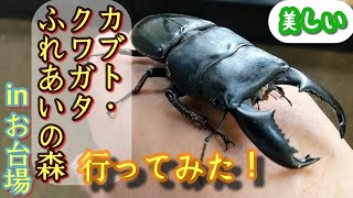 (vlog)カブト・クワガタふれあいの森byお台場に行ってみた！《デックス東京ビーチ、アイランドモール5階「JOYPOLIS特別イベントスペース」》~