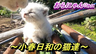 おらにゃんみにvol 145 ～小春日和～