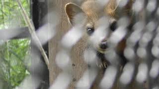 エゾクロテン の『てんてん』 (釧路市動物園) 2019年7月4日