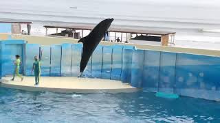 Enoshima  aquarium dolphins show