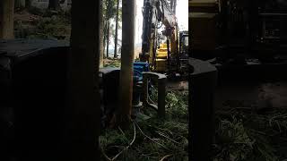 高性能林業機械で伐採　Logging with high-performance forestry machinery