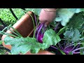 purple kohlrabi balcony harvest and recipe