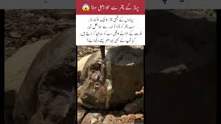 Unbelievable! Pure Gold Found Inside a Mountain Rock #Shorts #Gold