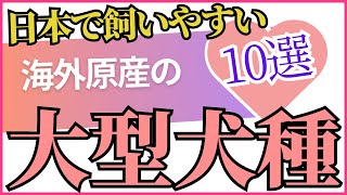 日本で飼いやすい海外原産の大型犬種10選