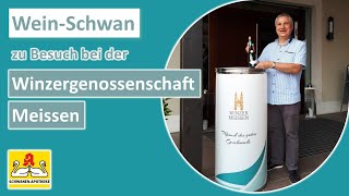 Der Wein-Schwan zu Besuch bei der Winzergenossenschaft Meissen | Winzer Meissen