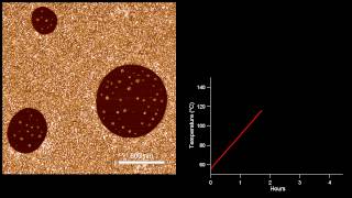 Melting and recrystallization of a sPP-PS polymer film