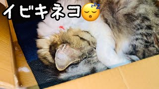 【ネコ】イビキをかいて寝てるウチの猫が可愛いかった