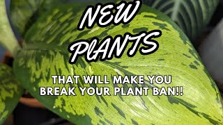 New plants that will make you DROOL!!!