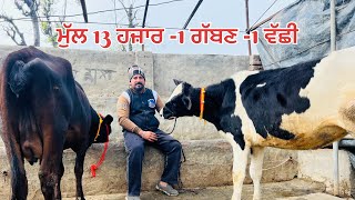 ਮੁੱਲ 13 ਹਜ਼ਾਰ -1 ਗੱਬਣ ਵਹਿੜ -1 abs ਦੀ 2 ਦੰਦ ਵੱਛੀ —one cow-one heifer (17-1-2025)