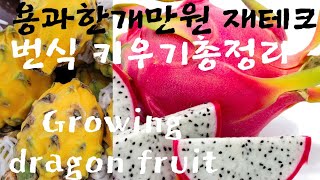 #용과키우기번식재테크#Growing dragon fruit#DIY