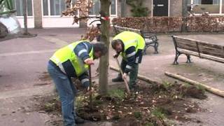 2008 04 06 nieuwe boom voor marktplein beuk