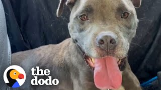 Woman Gives Abandoned Pittie Best Xmas Ever | The Dodo Pittie Nation