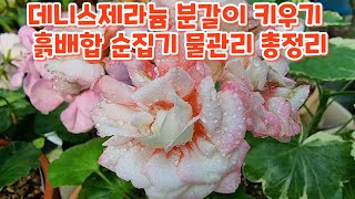 #데니스제라늄 #분갈이 #흙배합 #순집기 분갈이후 #물관리하기 #키우기 꽃향기야생화