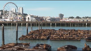 Record number of sea lions have crashed on San Francisco's Pier 39, the most cou