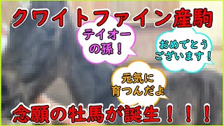 トウカイテイオーの後継種牡馬『クワイトファイン、ついに産駒に牡馬が誕生』に対するみんなの反応