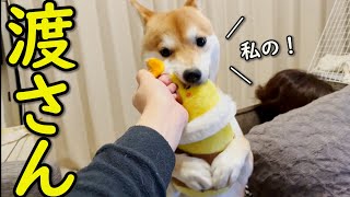 【かわいい】大好きなおもちゃを必死に守る柴犬