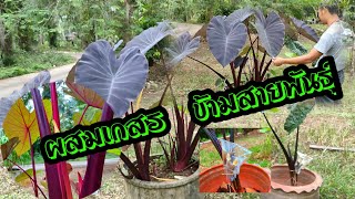 #ไม้ด่าง #บอนด่าง ผสมเกสรข้ามสายพันธุ์ ระหว่าง colocasia ผสมกับ alocasia