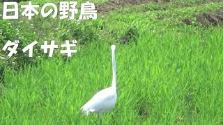 【日本の野鳥】ダイサギ　Great Egret （サギ科）【BGM】　＃日本の野鳥＃ダイサギ＃サギ科