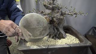 Bonsai master repot the Azalea tree. Part.2