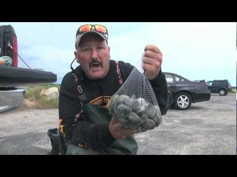 How do you store fresh quahogs?