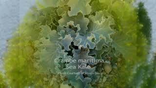 Edible Coastal Plants