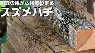 蜘蛛の巣から獲物を横取りするスズメバチと二ホンミツバチ