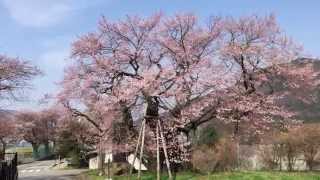 【さくら紀行】　延命地蔵の枝垂れ櫻　須坂市豊丘　延命地蔵の枝垂れ櫻　 満開なり！　神社仏閣名所旧跡巡り