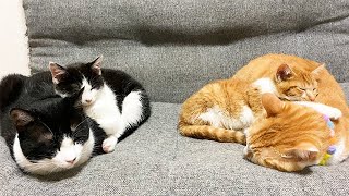 子猫たちを寝かしつける兄猫たち