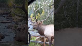 This bull was lucky, most bulls that get caught in fencing can’t escape.