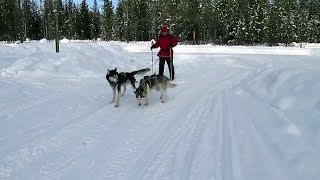 Montana Mountain Mushers - Skijoring with Rob