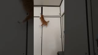 jump challenge   #cat #funny