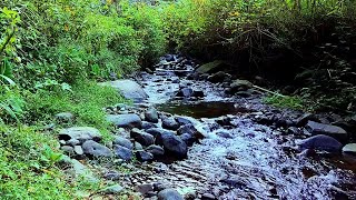 Nature Sounds of a Forest River for Relaxing-Natural meditation music of a Waterfall \u0026 Bird Sounds