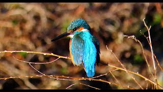 カワセミ狛江地区お父さん復路 2025 02 13 #カワセミ #野鳥 #birds #wildlife #nature #自然観察ぶらり散歩