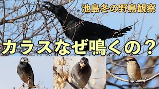 「カラスなぜ鳴くの？」池島の野鳥観察！