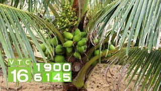 Ngăn ngừa hiện tượng nứt - rụng quả non trên cây dừa xiêm lùn I VTC16