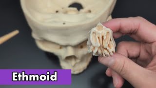 Ethmoid Bone